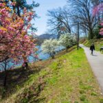 Spring blooms on the lakeside walking trail